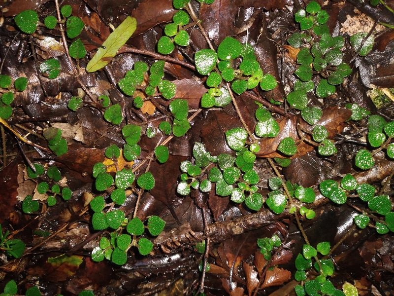 Nertera dichondrifolia, photographed by Leon Perrie