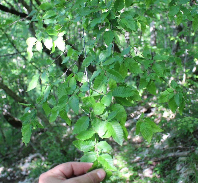 Carpinus orientalis, photographed by Юрий Данилевский (Yuriy Danilevsky)