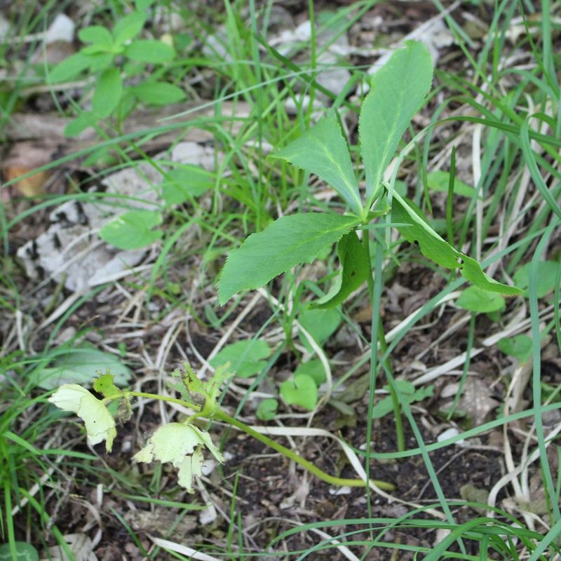 Helleborus orientalis, photographed by Юрий Данилевский (Yuriy Danilevsky)
