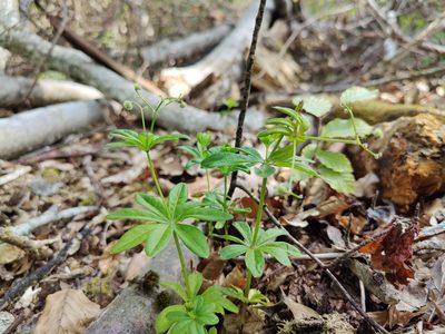 Galium odoratum, photographed by Paul Braun