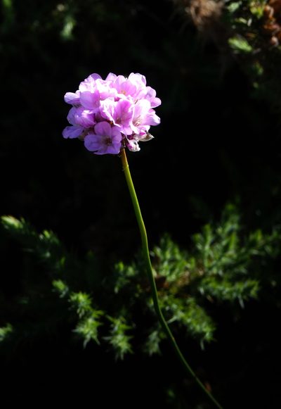 Armeria maderensis, photographed by desertnaturalist