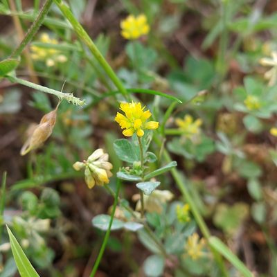 Trifolium dubium, photographed by Stephan Mende