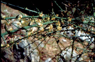 Prinsepia utilis, photographed by Dr. Guido Bohne