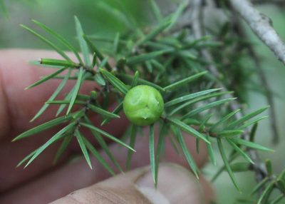 Juniperus deltoides, photographed by Юрий Данилевский (Yuriy Danilevsky)