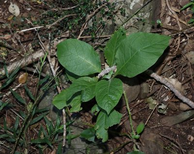 Solanum mauritianum, photographed by Greg Tasney