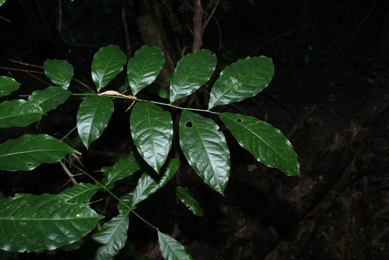 Harpullia pendula, photographed by Greg Tasney