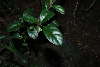 Cryptocarya foetida, photographed by Greg Tasney