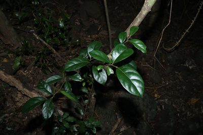 Cryptocarya foetida, photographed by Greg Tasney