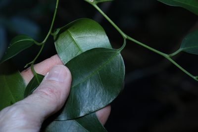 Celtis paniculata