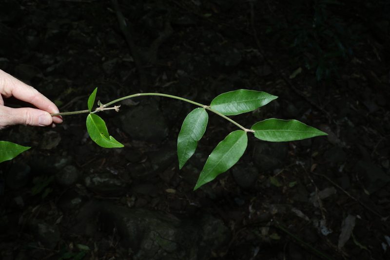 Melodinus acutiflorus, photographed by Greg Tasney