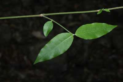 Melodinus acutiflorus, photographed by Greg Tasney