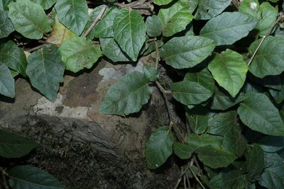 Solanum serpens, photographed by Greg Tasney
