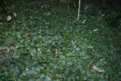 Solanum serpens, photographed by Greg Tasney