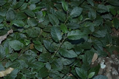 Solanum serpens, photographed by Greg Tasney