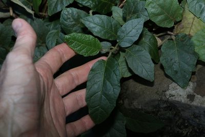 Solanum serpens, photographed by Greg Tasney