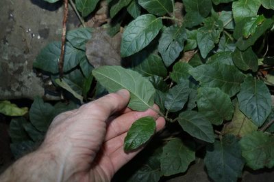 Solanum serpens, photographed by Greg Tasney