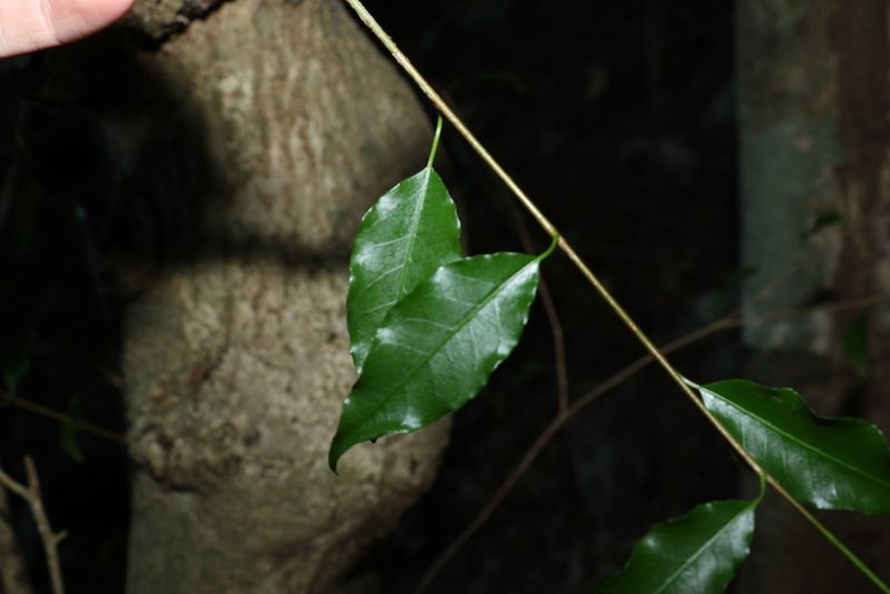 Excoecaria dallachyana, photographed by Greg Tasney