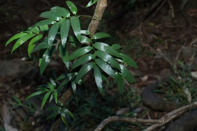 Geitonoplesium cymosum, photographed by Greg Tasney