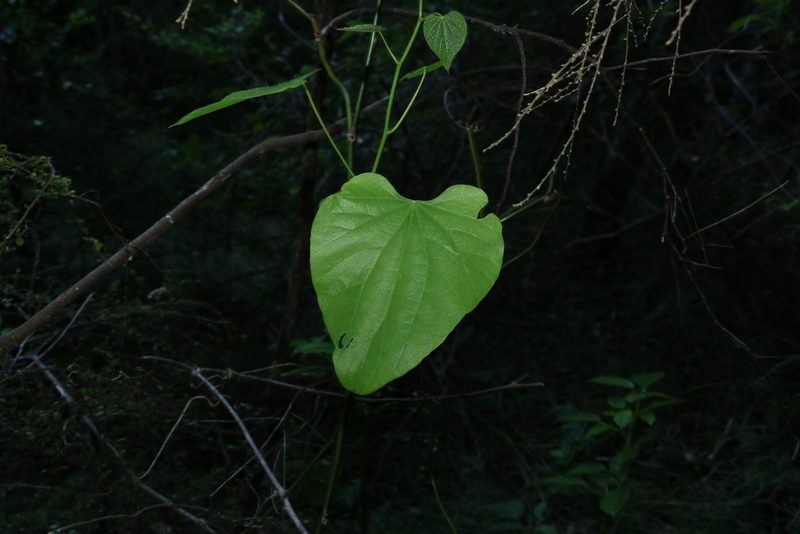 Legnephora moorei, photographed by Greg Tasney