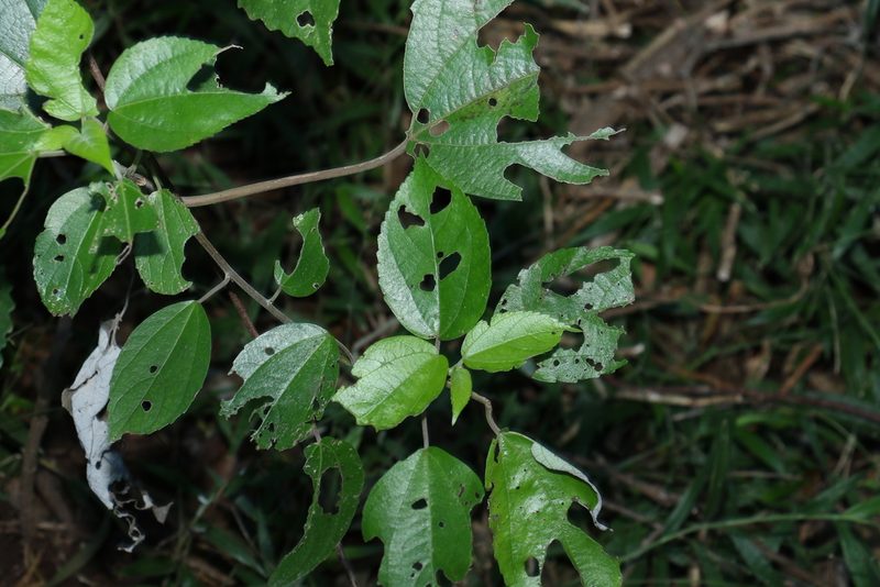 Pipturus argenteus, photographed by Greg Tasney