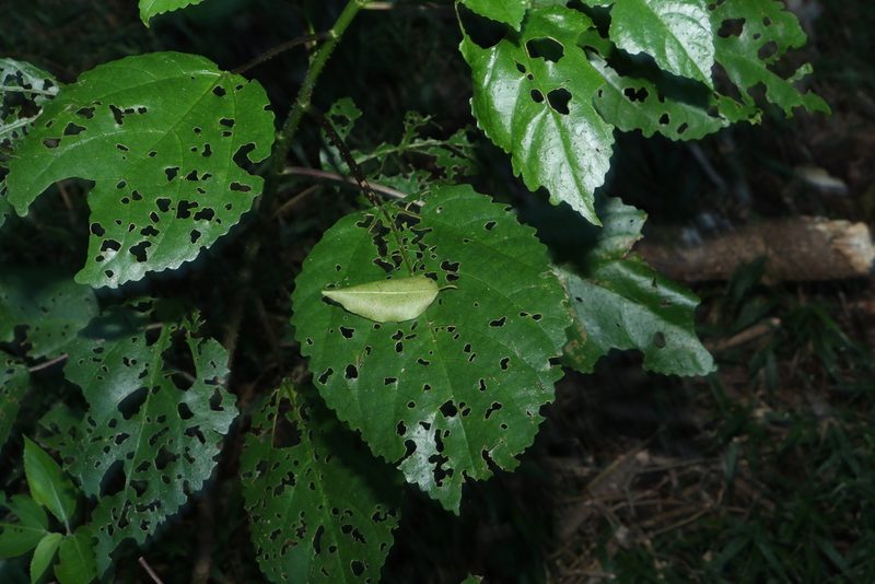Dendrocnide photiniphylla, photographed by Greg Tasney