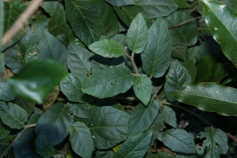 Solanum serpens, photographed by Greg Tasney