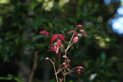 Syzygium francisii, photographed by Greg Tasney
