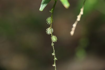 Monococcus echinophorus, photographed by Greg Tasney