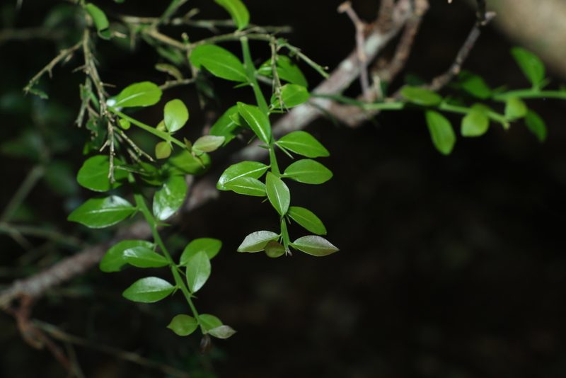 Citrus australasica, photographed by Greg Tasney