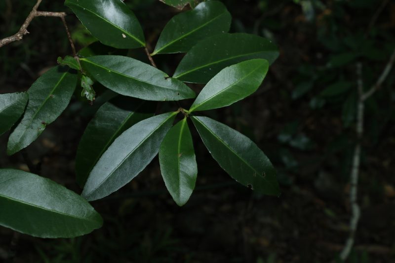 Elaeodendron australe, photographed by Greg Tasney