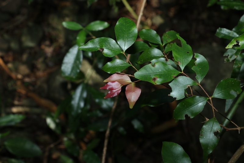 Gossia punctata, photographed by Greg Tasney