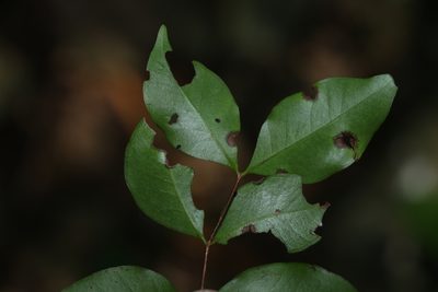 Gossia punctata, photographed by Greg Tasney