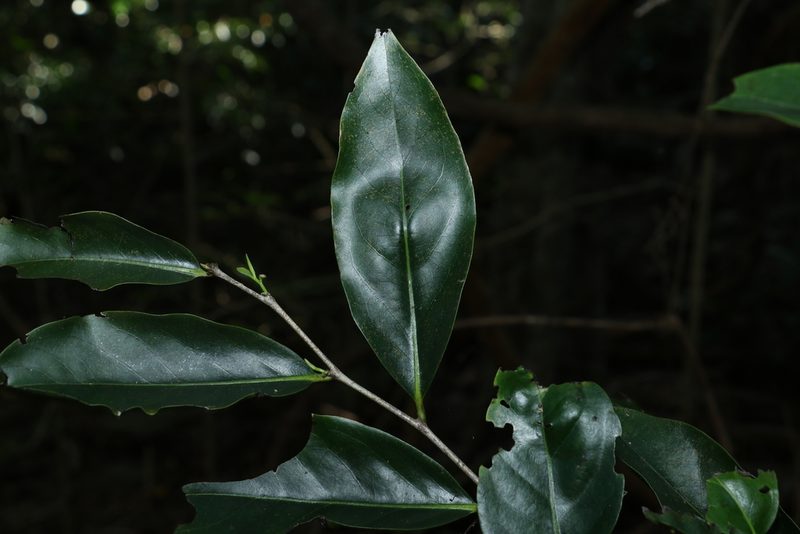 Siphonodon australis, photographed by Greg Tasney