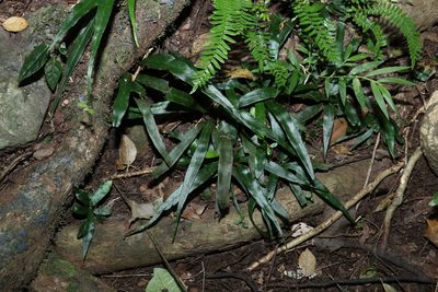 Asplenium attenuatum