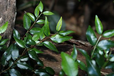 Syzygium francisii, photographed by Greg Tasney