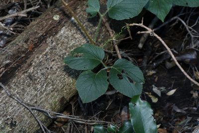 Cayratia acris, photographed by Greg Tasney
