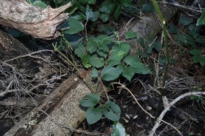 Cayratia acris, photographed by Greg Tasney
