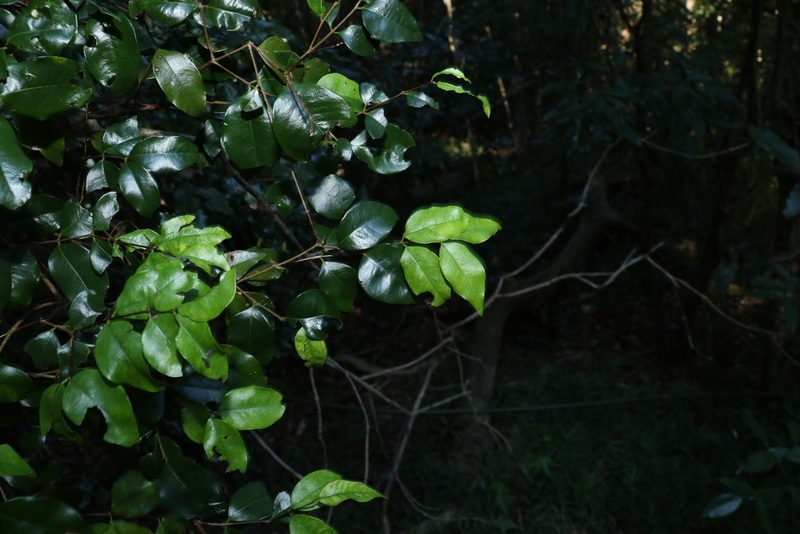 Syzygium francisii, photographed by Greg Tasney