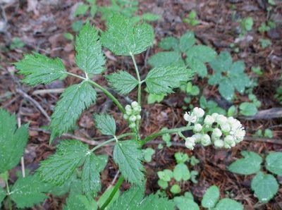 Actaea spicata, photographed by Эльмира