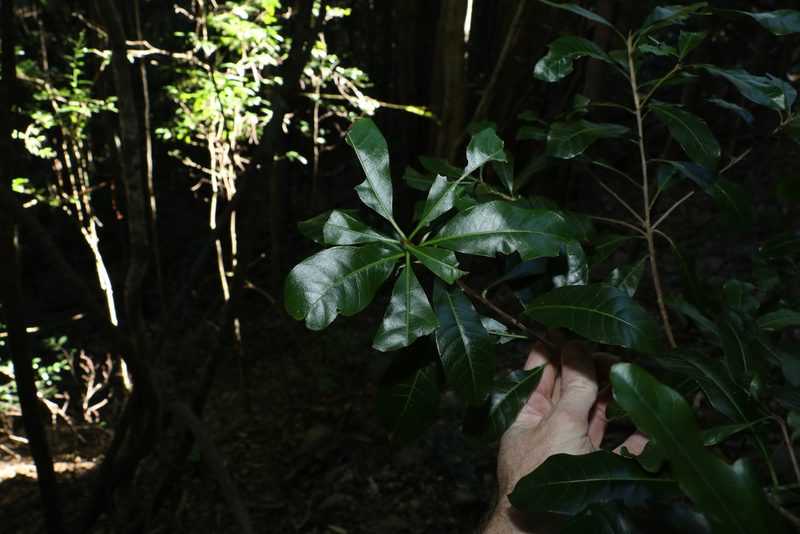 Planchonella pohlmaniana, photographed by Greg Tasney
