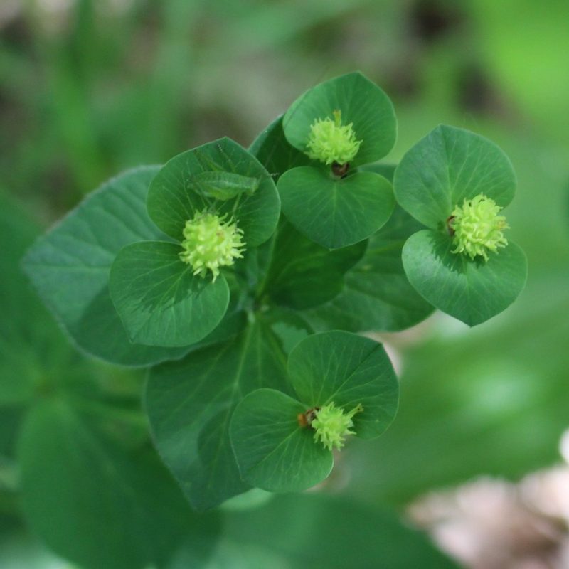 Euphorbia squamosa, photographed by Юрий Данилевский (Yuriy Danilevsky)
