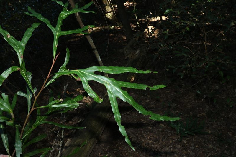 Grevillea hilliana, photographed by Greg Tasney