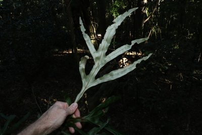 Grevillea hilliana, photographed by Greg Tasney