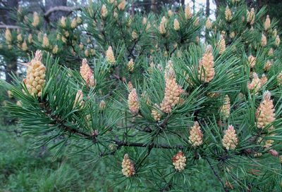 Pinus sylvestris, photographed by Эльмира