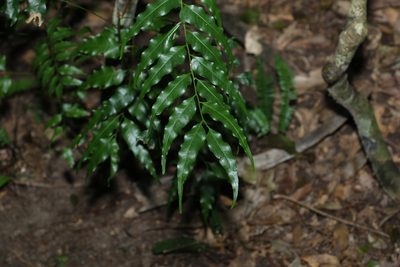 Lepiderema pulchella, photographed by Greg Tasney