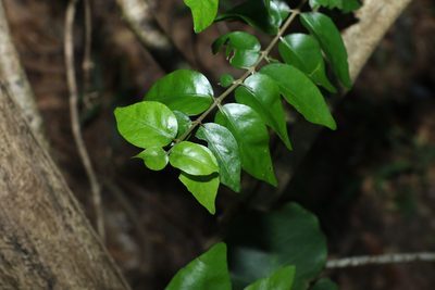 Randia moorei, photographed by Greg Tasney