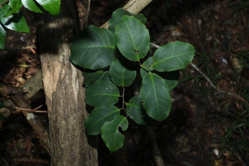 Embelia australiana, photographed by Greg Tasney