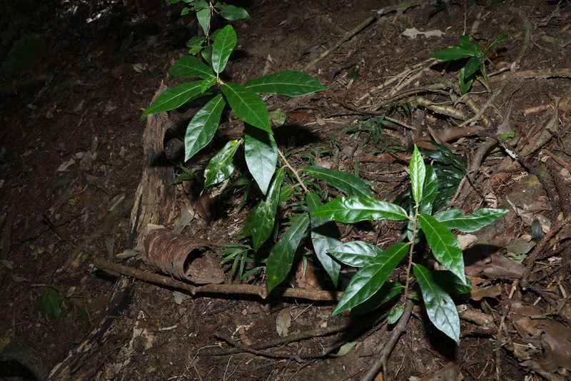 Solanum shirleyanum, photographed by Greg Tasney