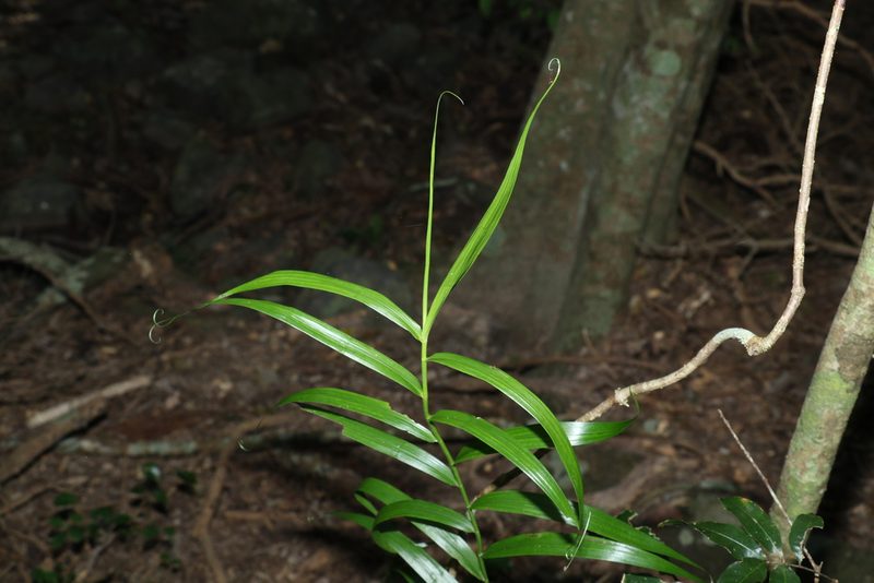 Flagellaria indica, photographed by Greg Tasney