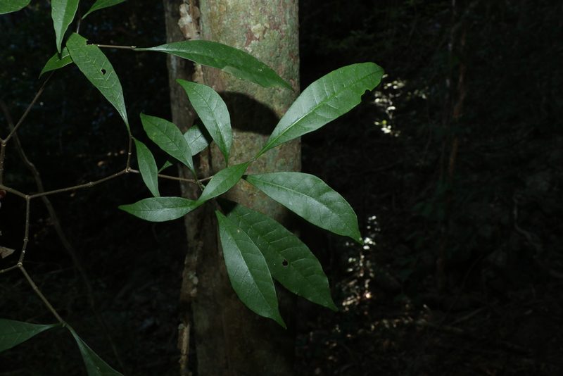 Tabernaemontana pandacaqui, photographed by Greg Tasney